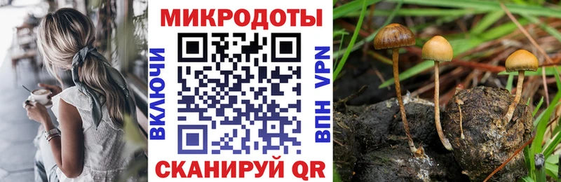 Псилоцибиновые грибы Psilocybine cubensis  Себеж 